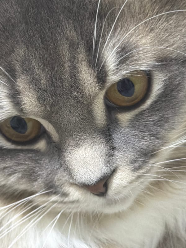 Grey tabby cat photographed from multiple angles at home