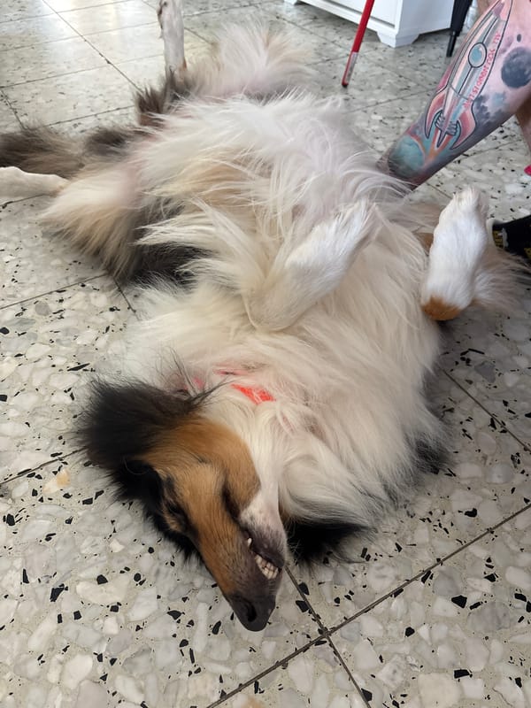 Dog lies on back showing teeth in Ramat Gan