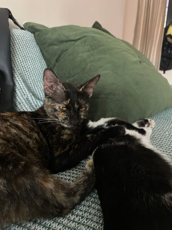 Cats Rest and Feed in Denpasar Homes