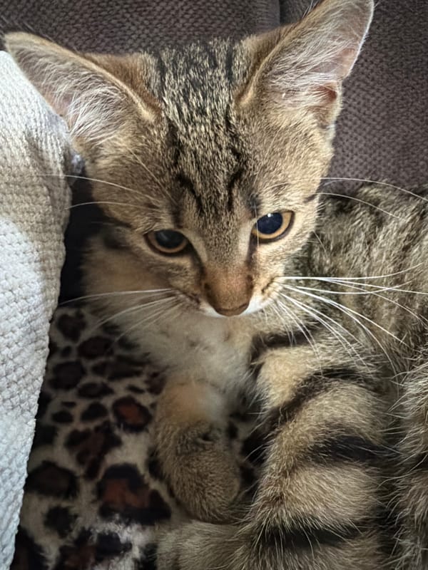 Tabby kitten plays and lounges on a sofa