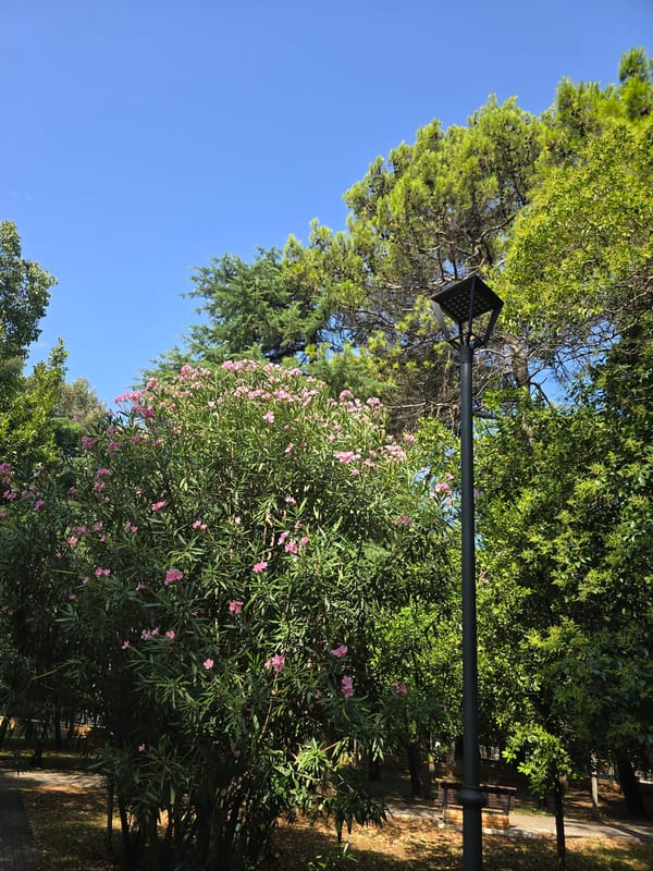 Dog walk through a city park with historic monuments