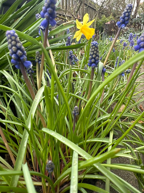 Spring garden and indoor fitness equipment captured in Heinebach