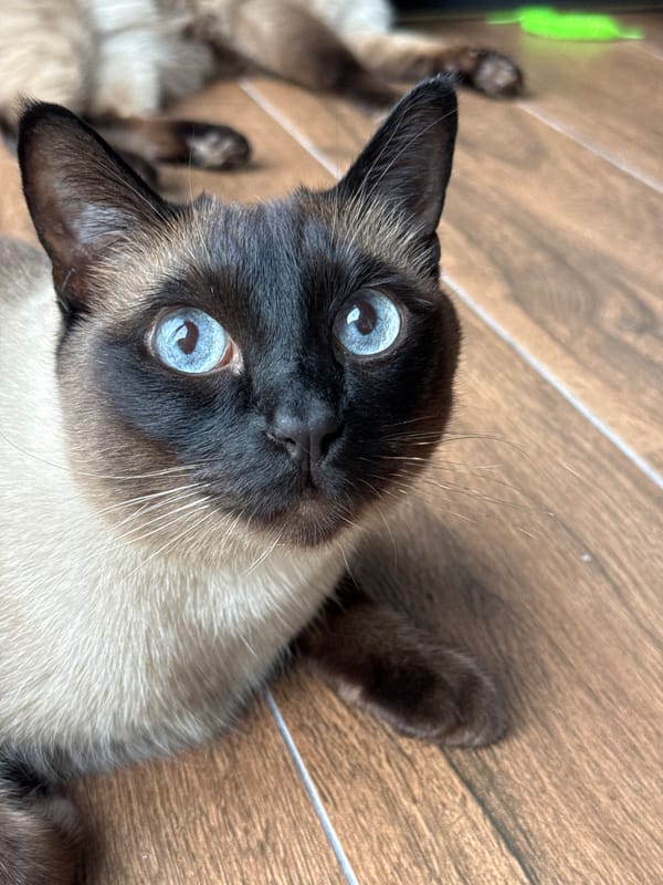 Siamese cats rest in Russian home amid quiet morning