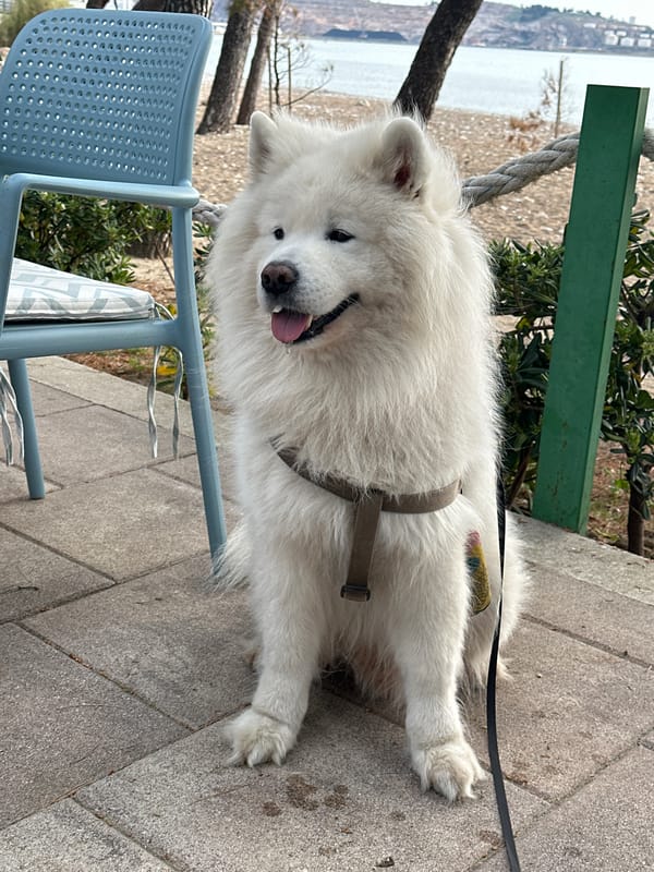 Samoyed dog spotted around Šušanj beach area Montenegro