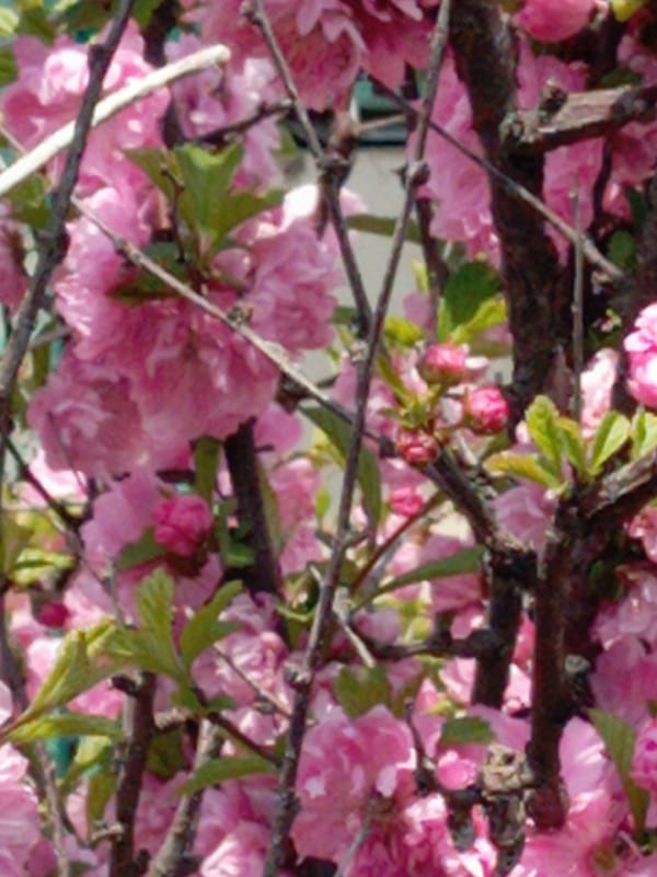 Spring blooms and yard scenes documented in Artyom, Russia