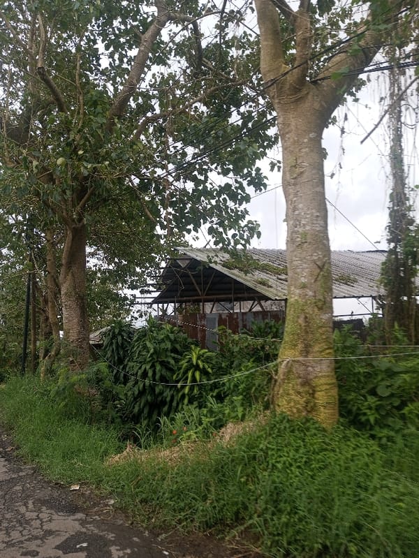 Dense fog blankets rural Sri Lankan town during morning hours