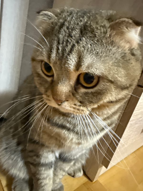 Cat and owner captured in close-up photos nine minutes apart