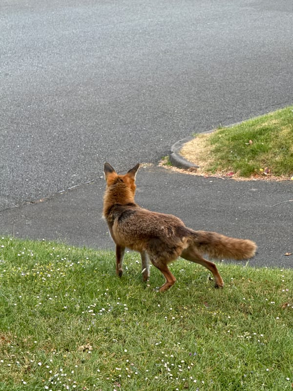 Urban fox spotted crossing London streets, observed by residents