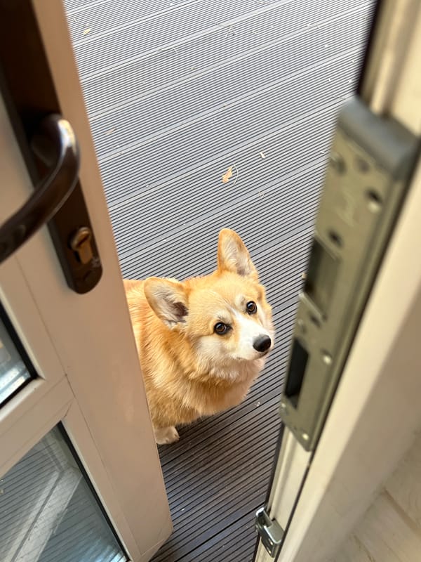 Corgi spotted on wooden deck in Chaykovsky, Russia