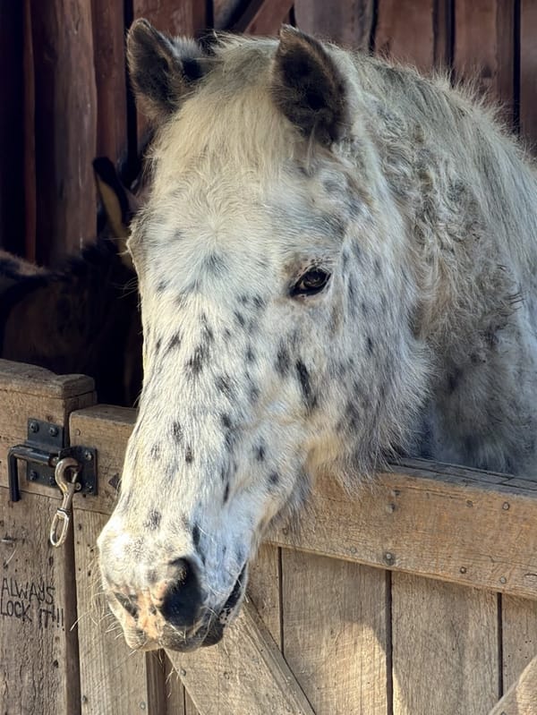 Farm animals including peacock, goats, geese observed in Coeymans Hollow