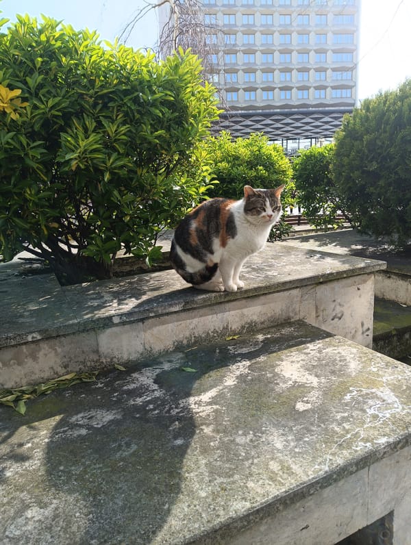 Morning stroll captures cats, seagulls in Burgas public square