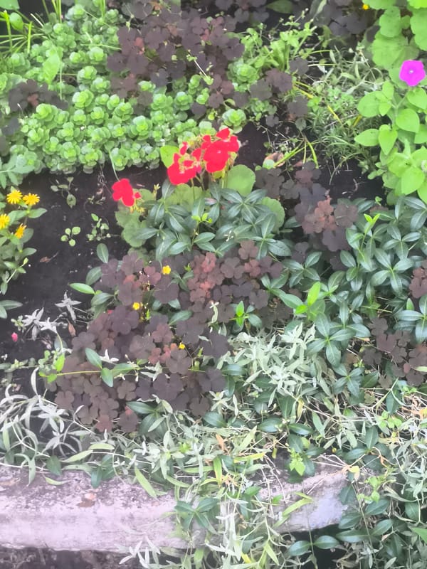 Plants, pet fish, and household items in Naberezhnye Chelny