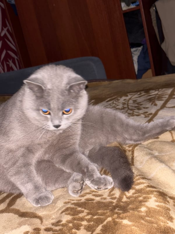 Domestic life documented in Фоки: cat, driver, child observed