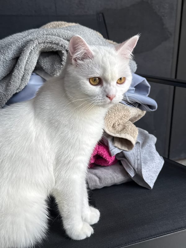 White cat, petunias, and a breadboard — a quiet morning at home
