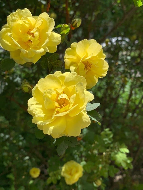 Morning flower spotting documented across urban green spaces