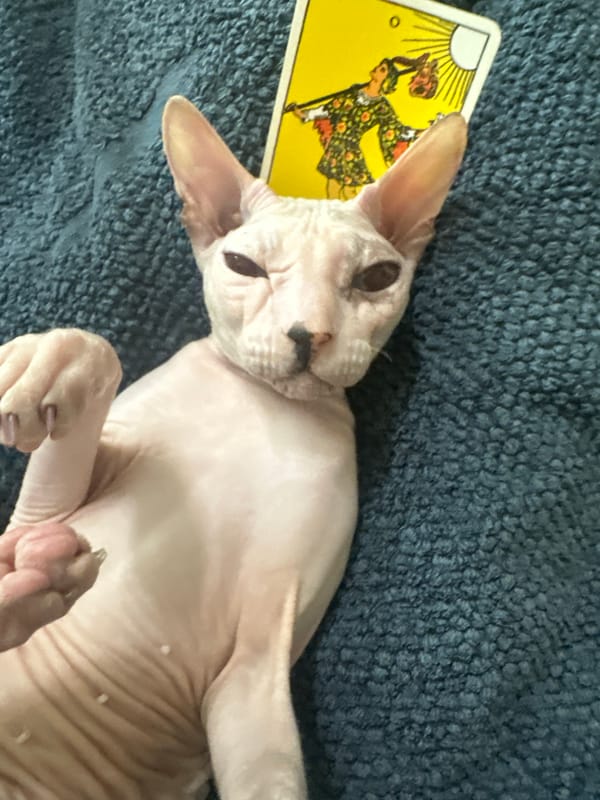 Sphynx cat poses with tarot cards and jewelry in Togliatti