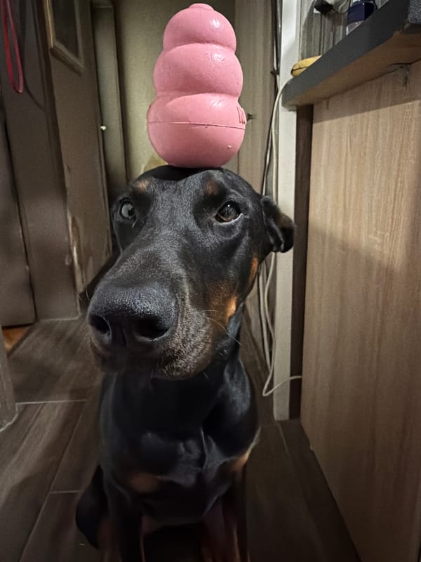 Doberman's lazy afternoon on a teal couch in Sofia