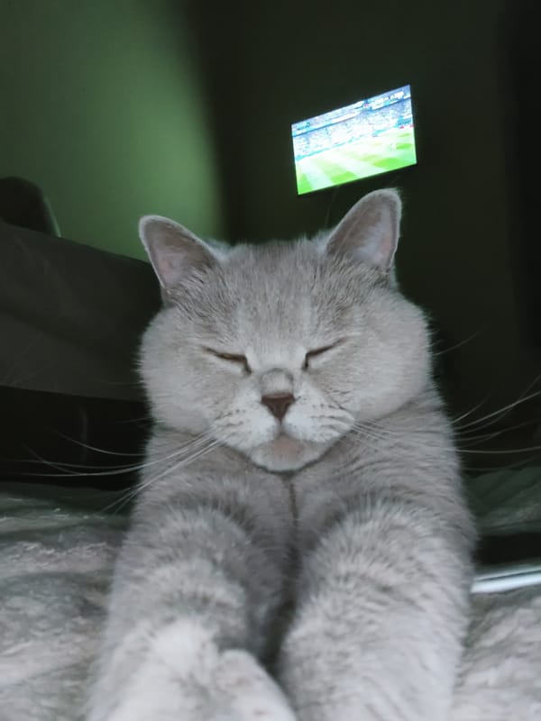 British Shorthair cat in Ternopil, various close-up angles