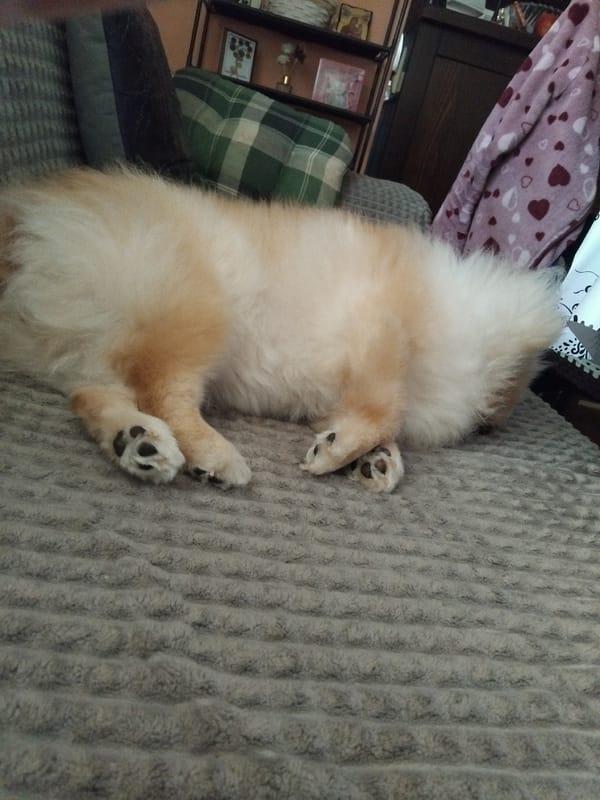 Pomeranian dog naps on couch in Bulgarian home