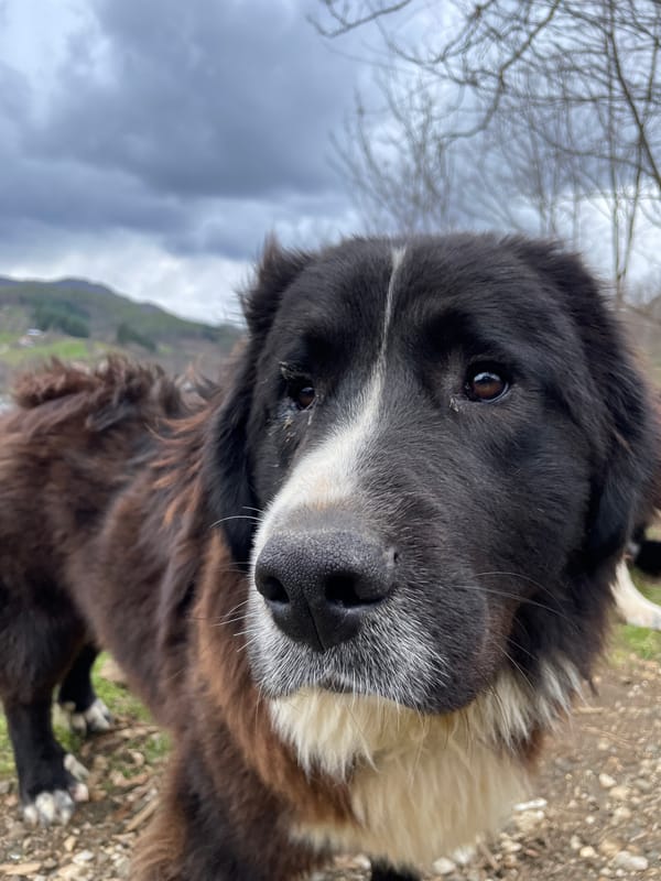 Dog photographed in close-up shots during human interaction