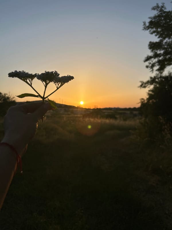 Golden hour walk with a dog, wildflowers, and sunset shots