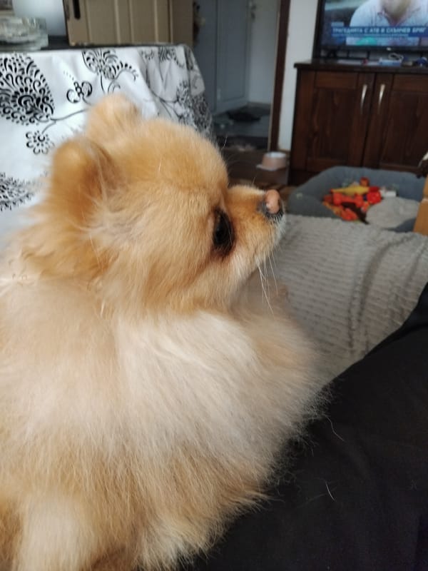 Pomeranian dog photographed resting indoors in Apriltsi, Bulgaria