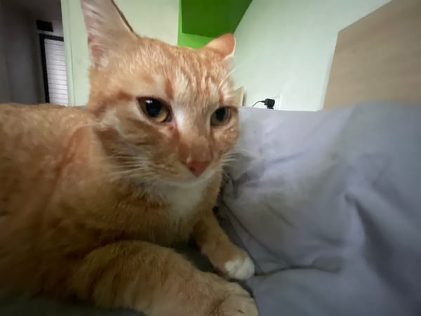 Orange tabby cat's morning routine captured in Bulgarian bedroom