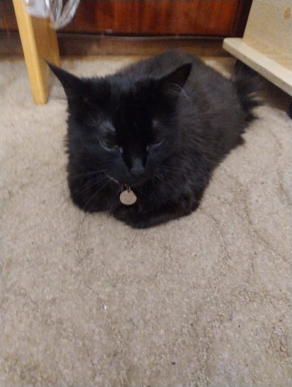 Black cat going about its afternoon at home