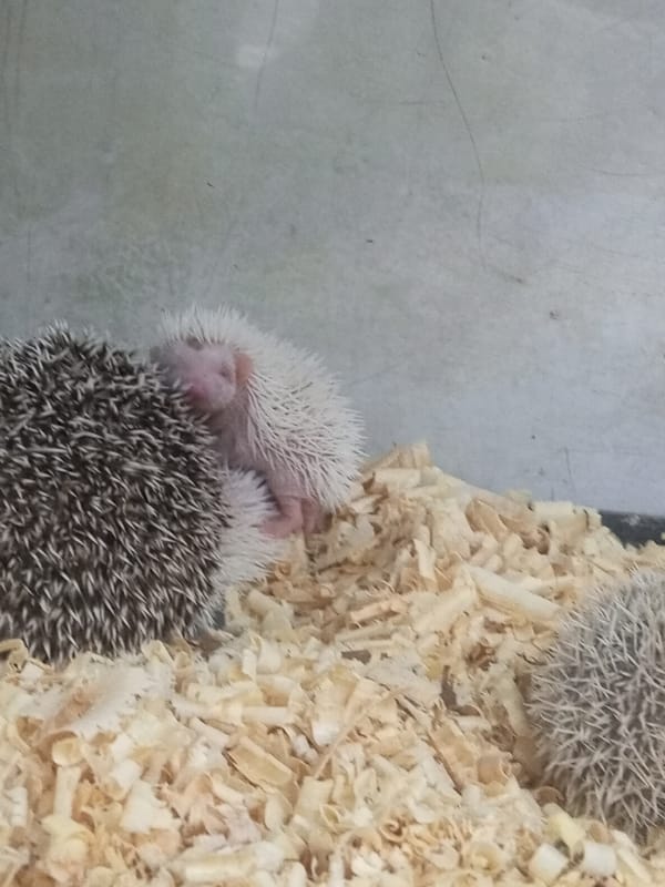 Hedgehogs spotted in enclosure in Tinaquillo, Venezuela