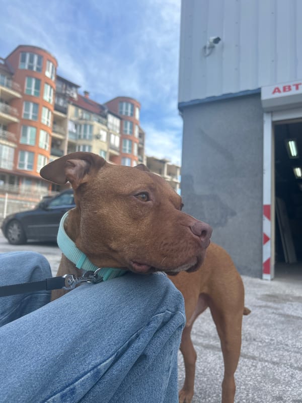 Brown dog spotted in urban area near apartment building