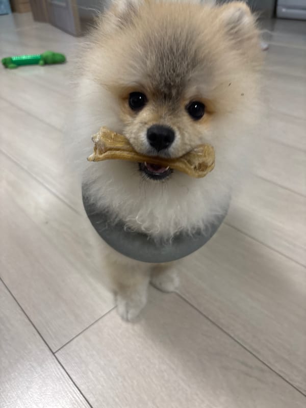 Pomeranian recovers with protective collar in Plovdiv home