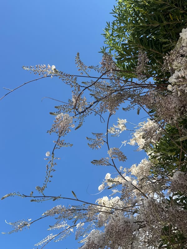 White wisteria blooms captured in clear skies over Šušanj