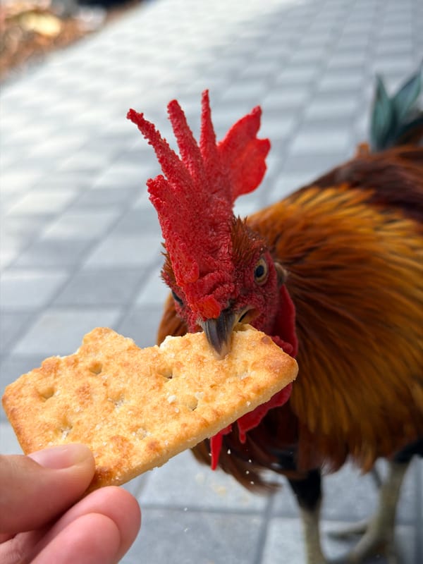 Hand-feeding a rooster in Ko Samui