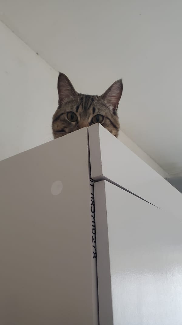 Cat and street scenes captured in Curitiba neighborhoods