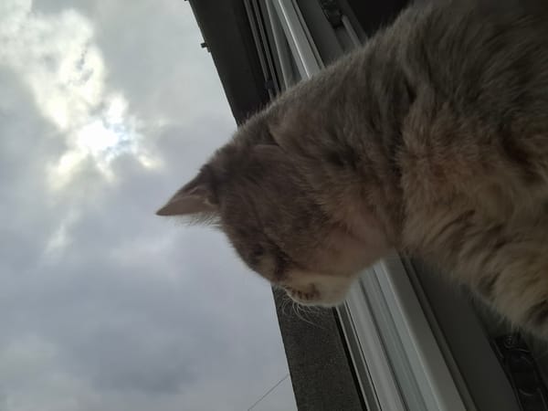 Grey tabby cat photographed from below in Novi Sad