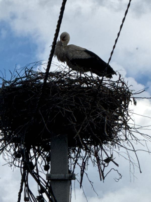 Rural Belarus: Storks, utility poles, and homemade pasta documented