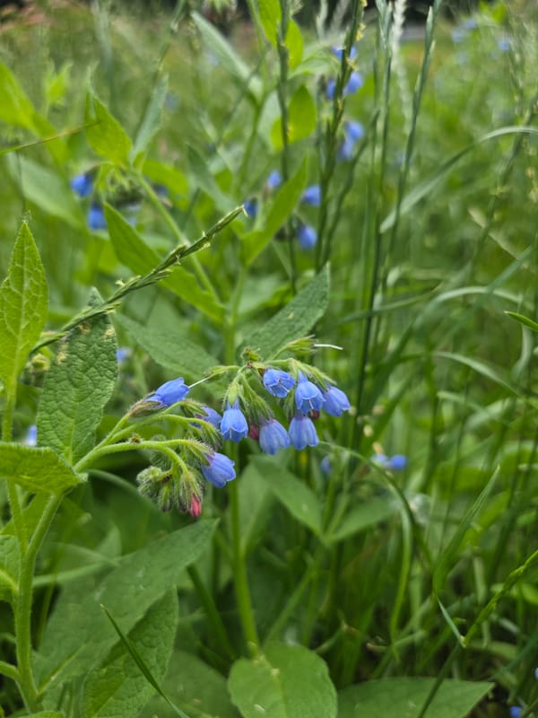 Morning nature walk through Kyiv parks, flowers and small details