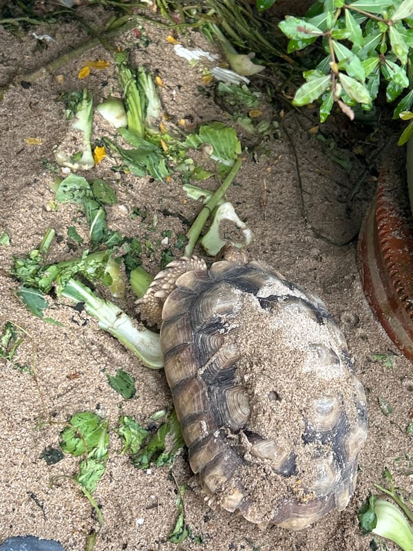 Open-air hangout in Ratsada with tortoises, birds, and overcast skies