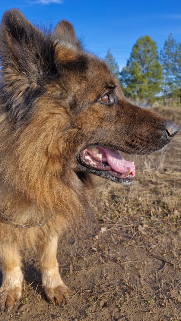 German Shepherd dog resting outdoors in Otchor, Russia