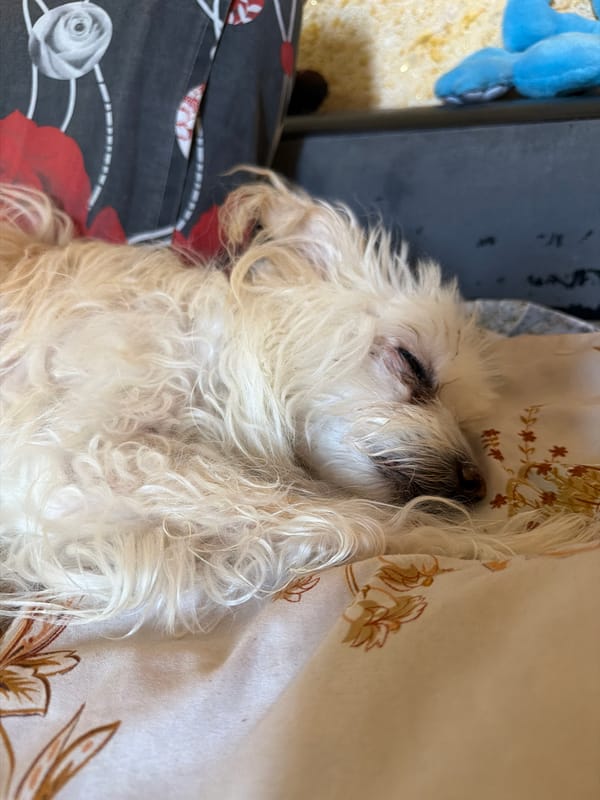 Small fluffy dog deep asleep on a floral bed in Timashevsk