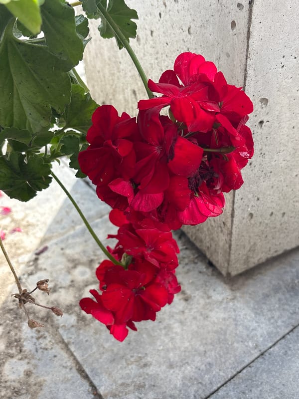 Morning park walk along river with blooming flowers and amenities