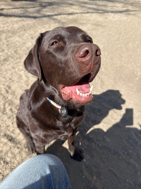 Dogs play in Budapest park during morning hours