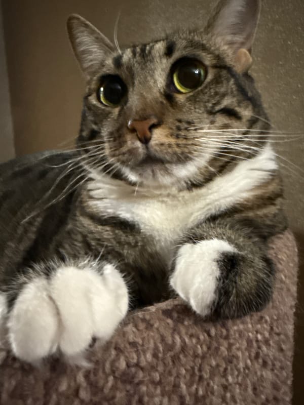 Tabby cat photographed in multiple indoor poses in Ramenskoye