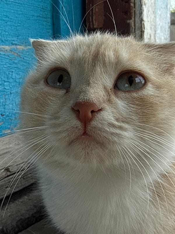 Cream cat spotted in Aksay, Kazakhstan