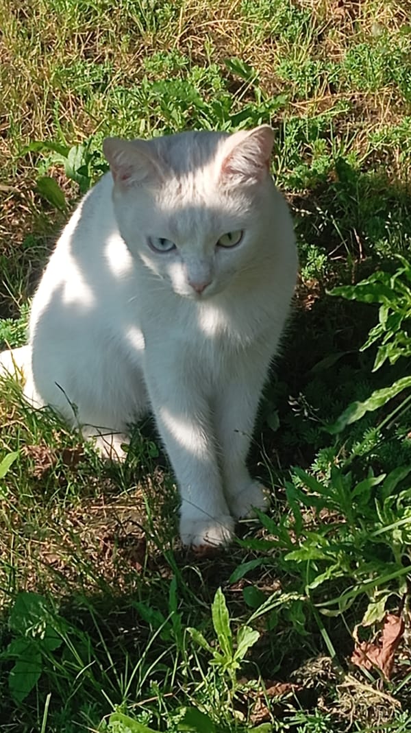 White heterochromic cat and wildflowers in Baksan, Russia