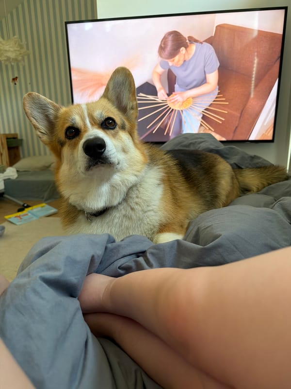 Lazy morning at home with a corgi in Gangloff