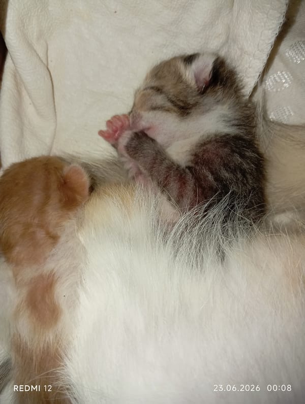 Macro photos of kittens, flowers, and nature in Smila