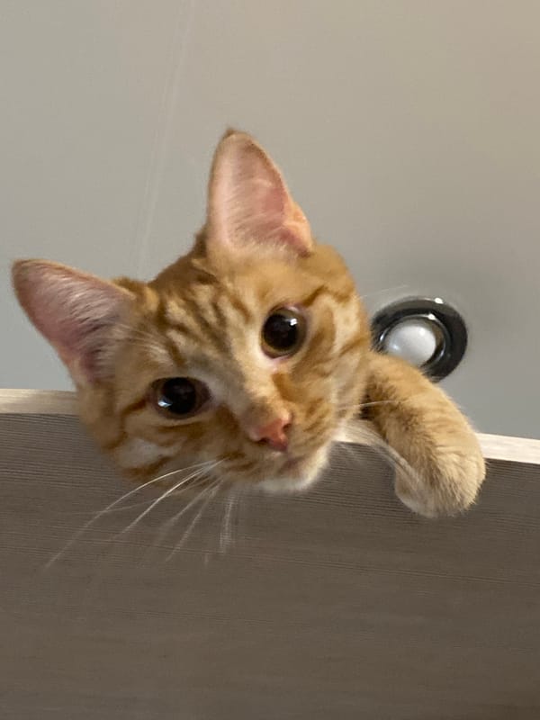 Orange tabby caught in two casual close-up portraits