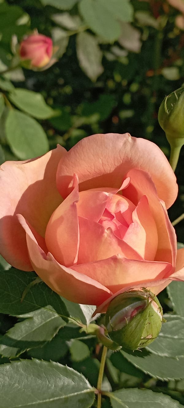 Roses in full bloom across a Radisne garden
