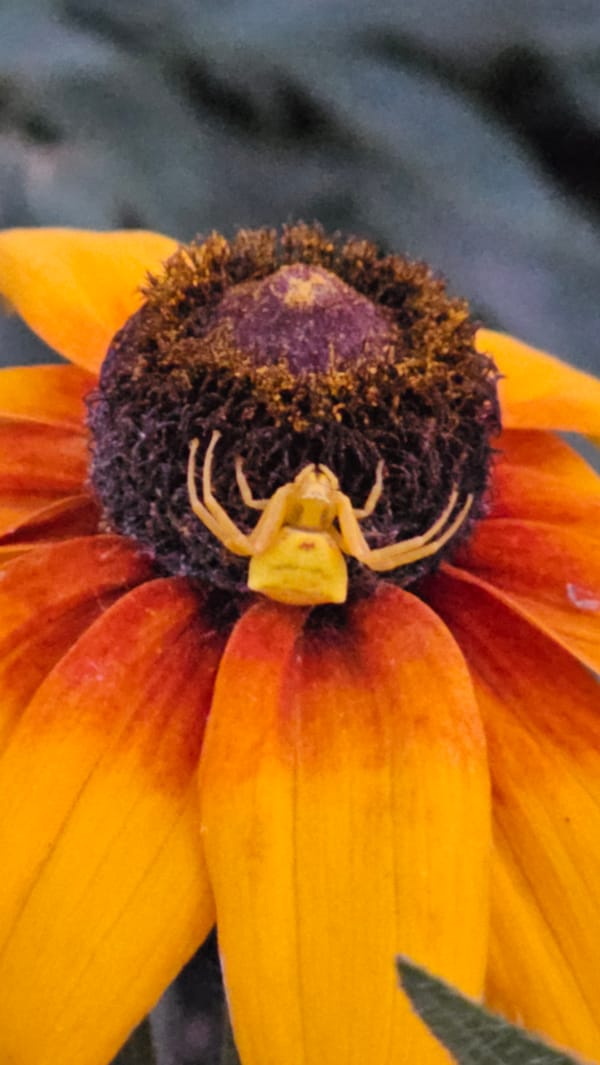 Yellow crab spider resting on a vibrant flower in Kazakhstan